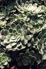 Saxifraga paniculata 'Red dottet'